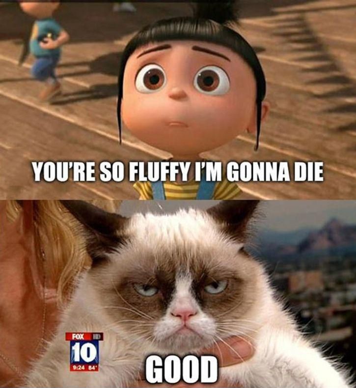 Detail Grumpy Cat Quotes Nomer 26