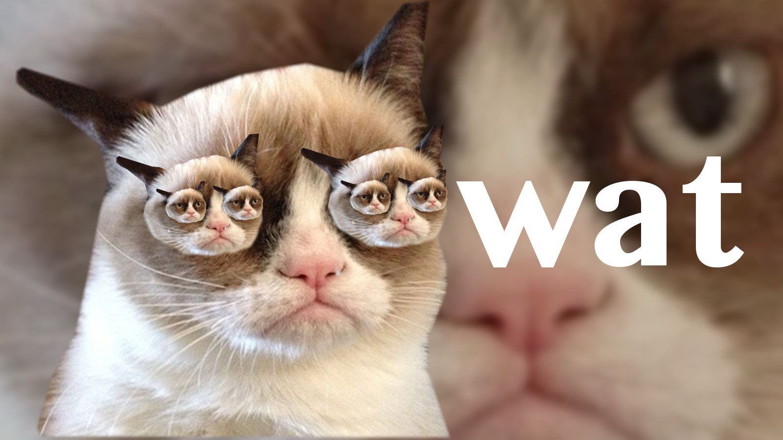 Detail Grumpy Cat Wallpaper Nomer 33