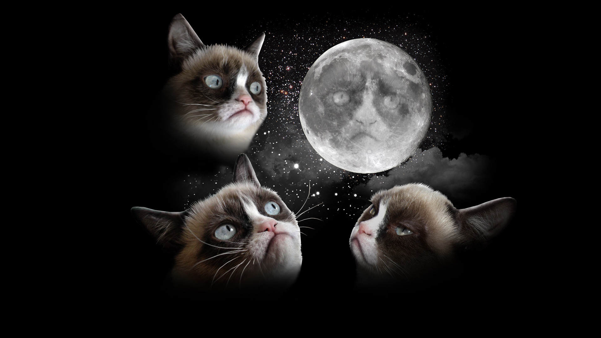 Detail Grumpy Cat Wallpaper Nomer 49