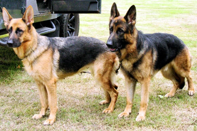 Detail Gsd Images Nomer 24