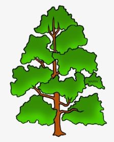 Detail Poplar Tree Png Nomer 3