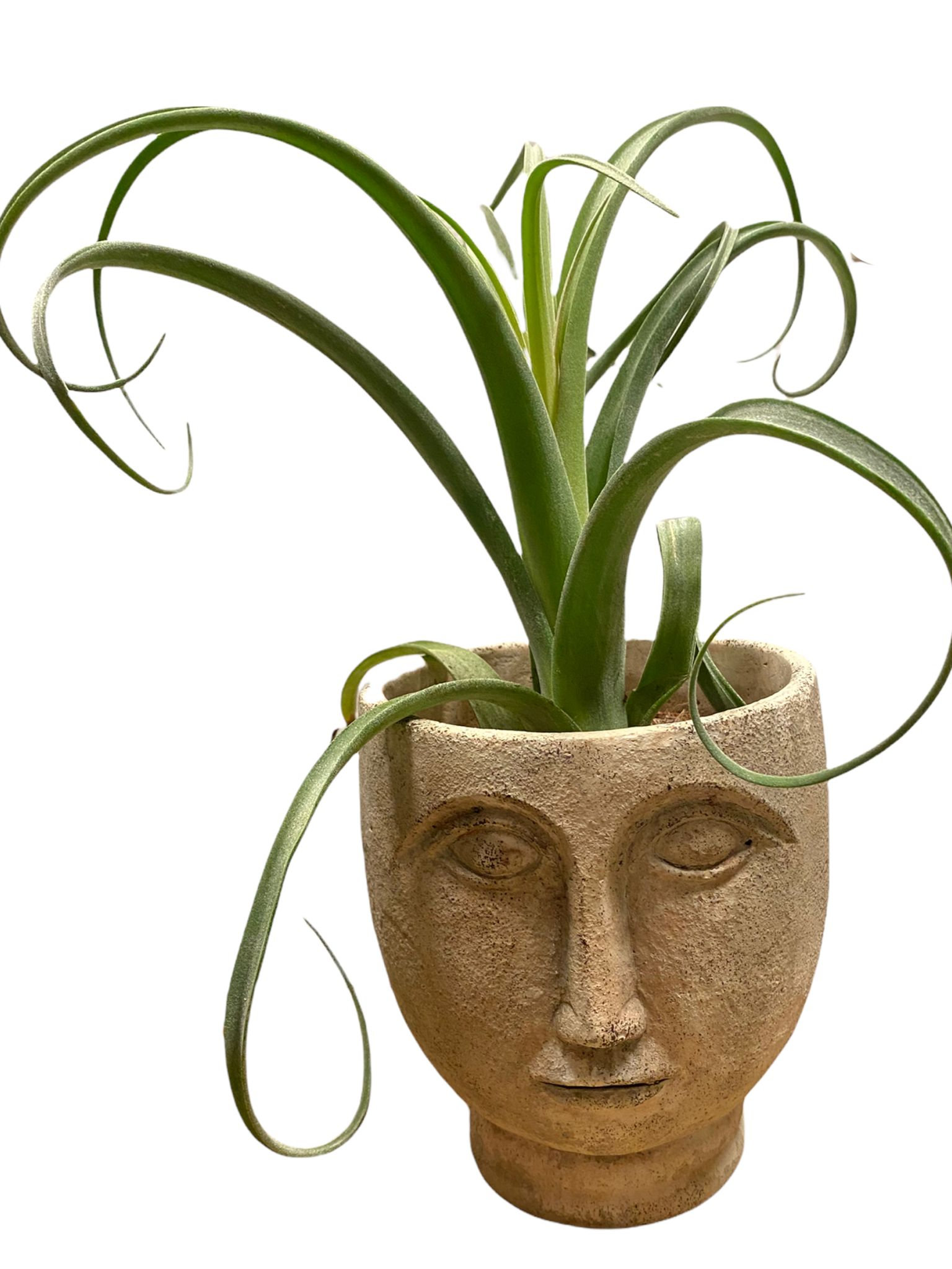 Tillandsia Curly Slim - 28+ Koleksi Gambar