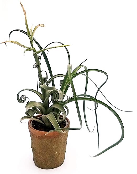 Tillandsia Curly Slim - 28+ Koleksi Gambar