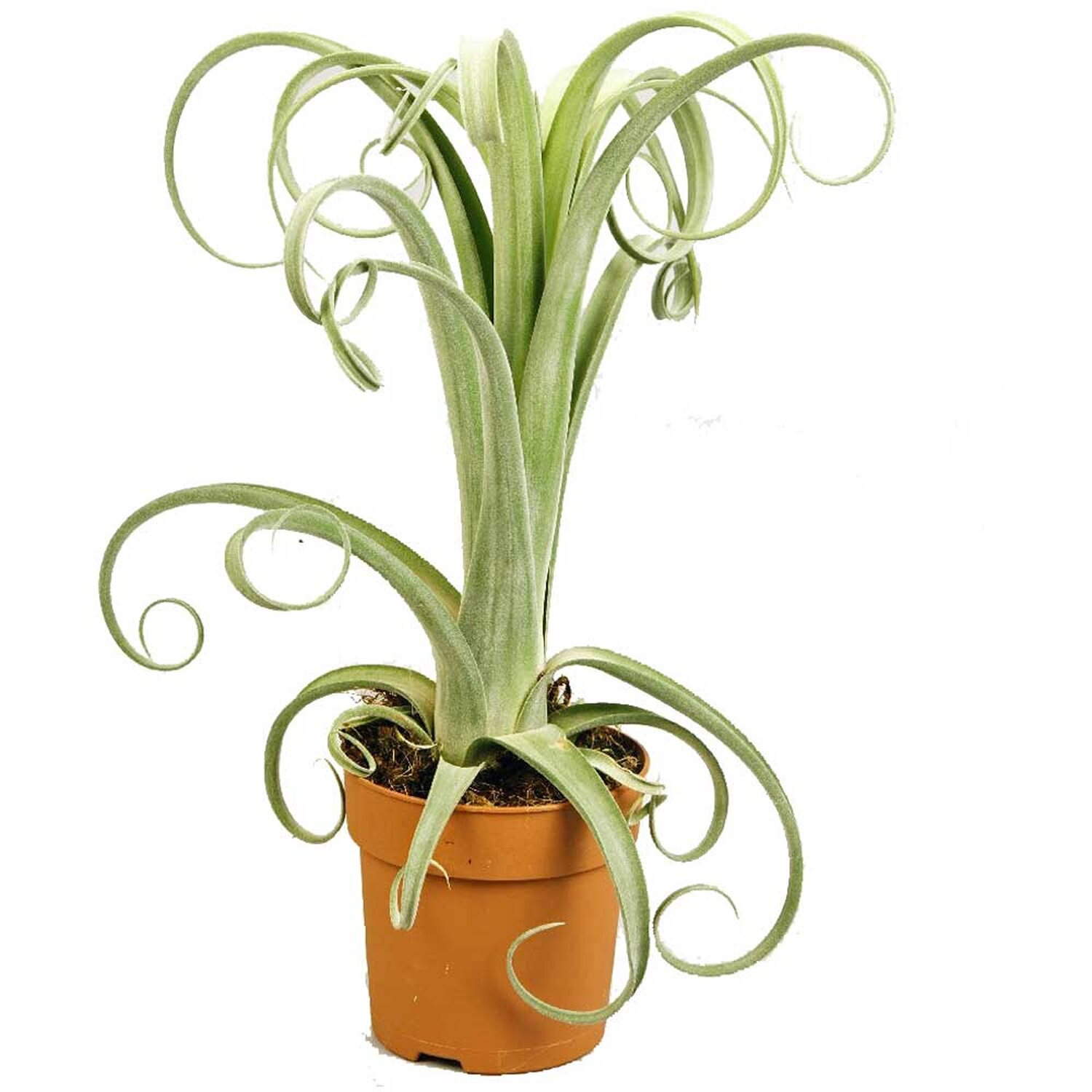 Tillandsia Curly Slim - 28+ Koleksi Gambar