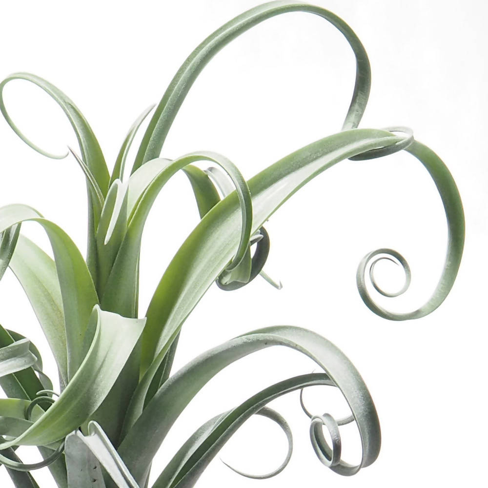 Tillandsia Curly Slim - 28+ Koleksi Gambar
