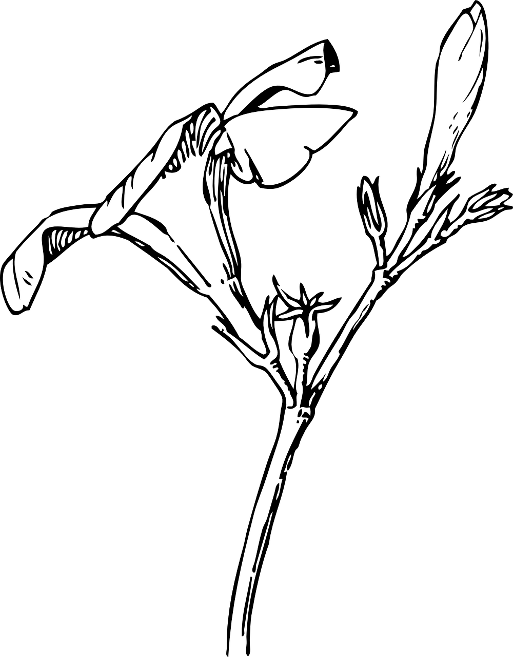 Detail Weisser Oleander Nomer 4