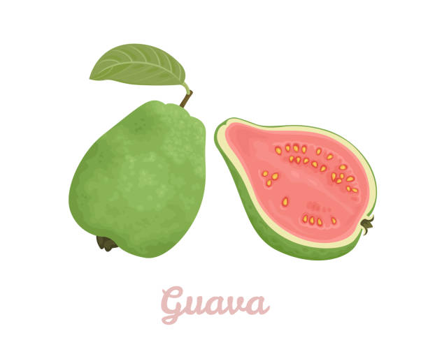 Detail Guava Clipart Nomer 52
