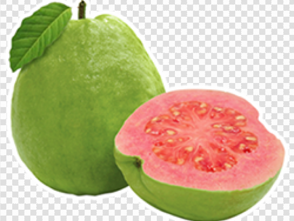 Detail Guava Clipart Nomer 7