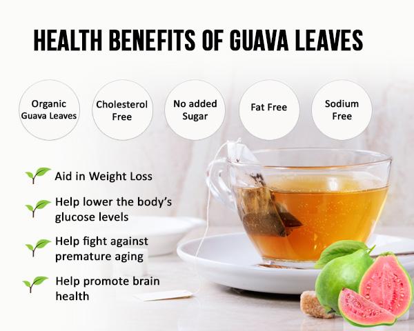 Detail Guava Dna Leaf Tea Nomer 36