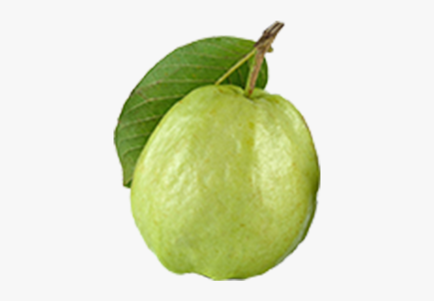 Detail Guava Download Nomer 13