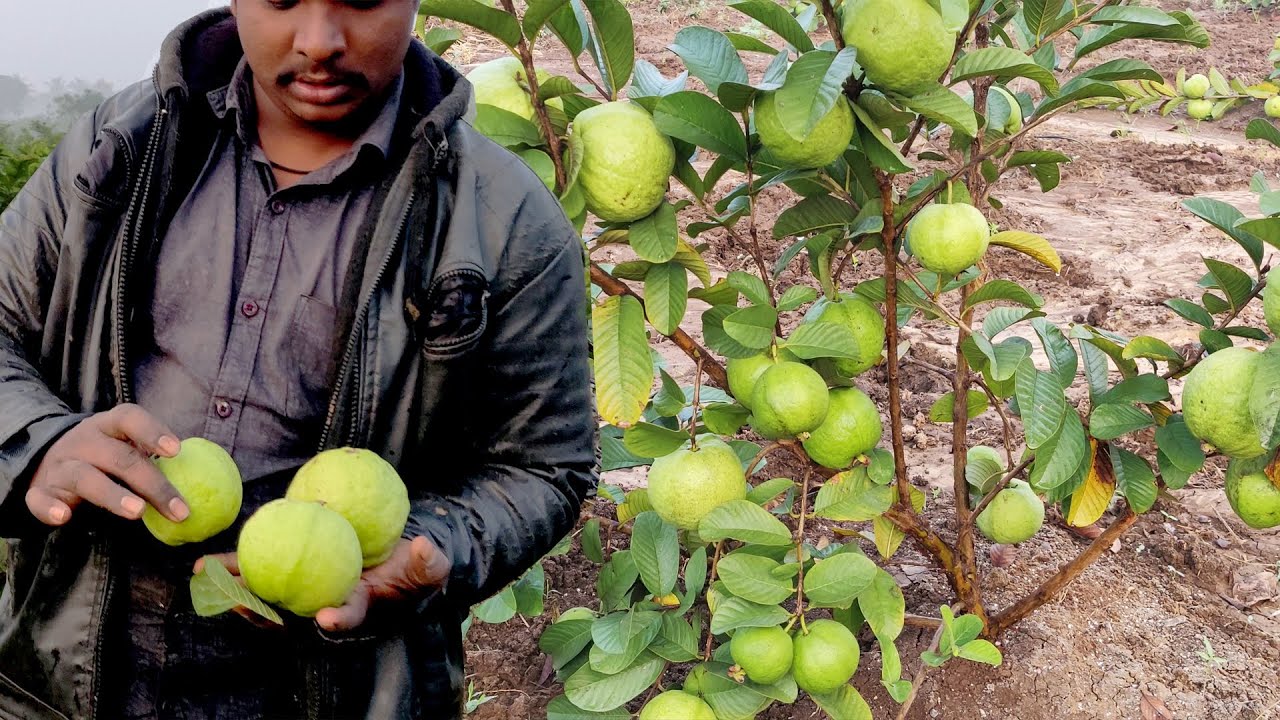 Detail Guava Fruit Pictures Nomer 43