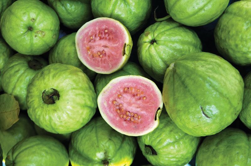 Detail Guava Image Nomer 18