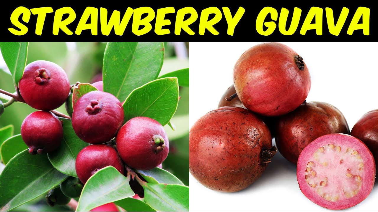 Detail Guava Image Nomer 27