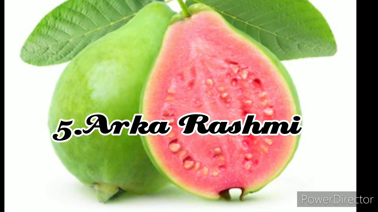 Detail Guava Image Nomer 36