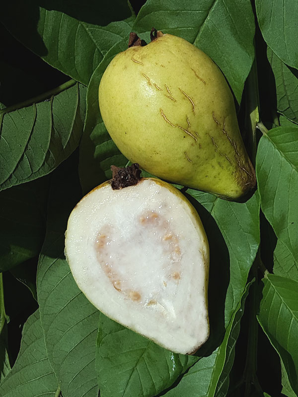 Detail Guava Image Nomer 42