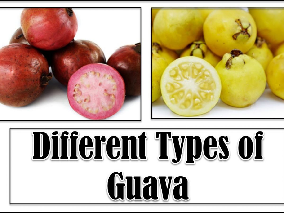 Detail Guava Image Nomer 46