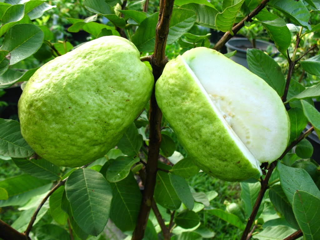 Detail Guava Image Nomer 48