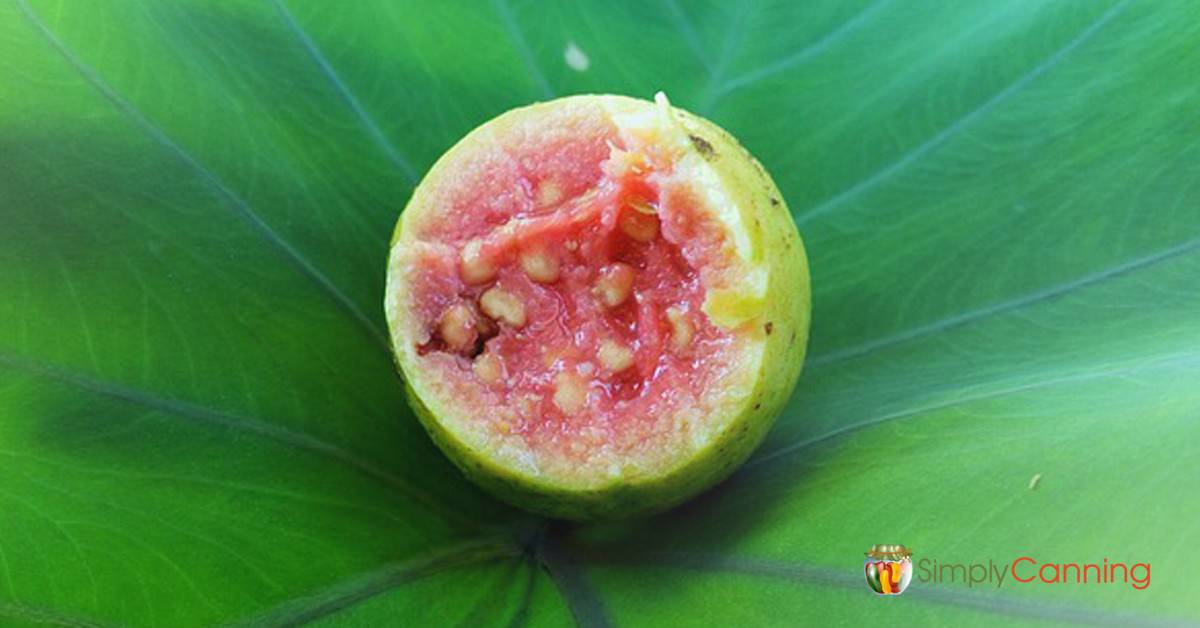Detail Guava Image Nomer 51