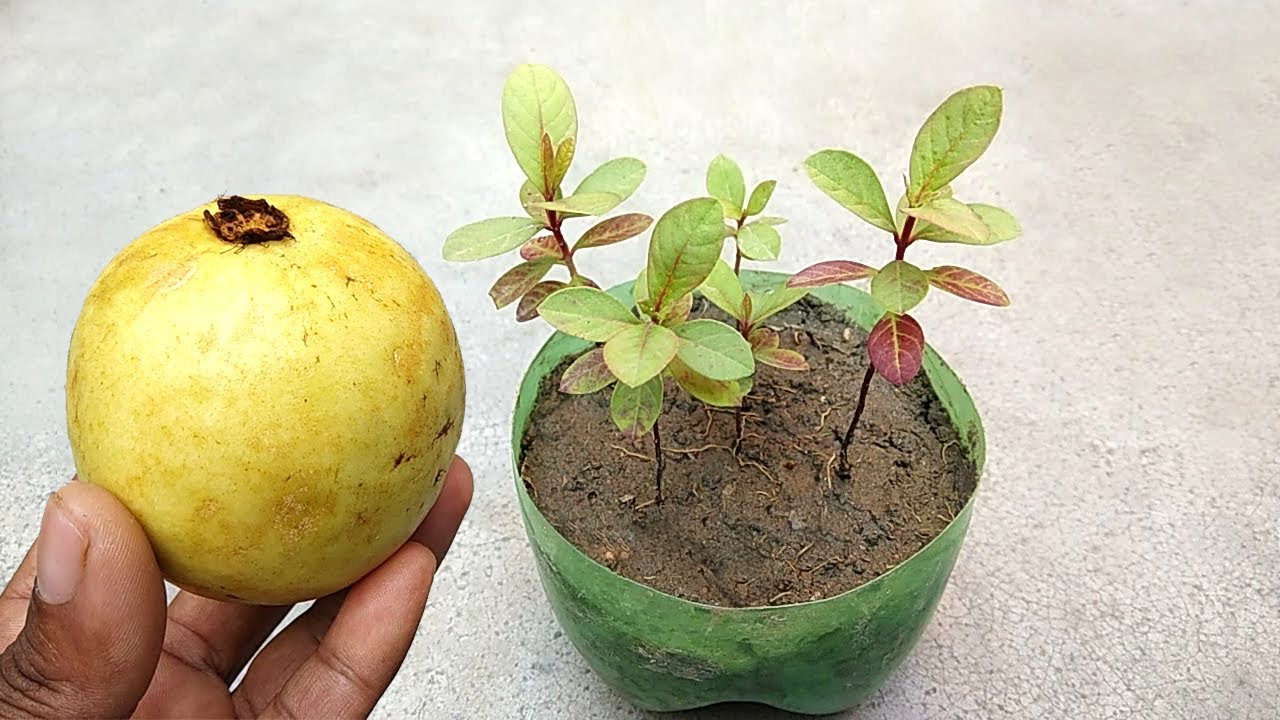 Detail Guava Image Nomer 53