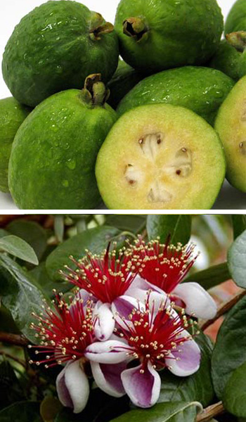 Detail Guava Image Nomer 55