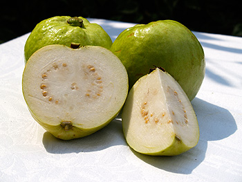 Detail Guava Images Nomer 46