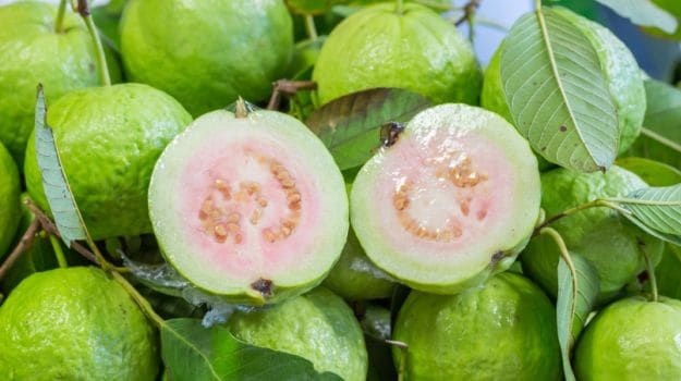 Detail Guava Images Nomer 49