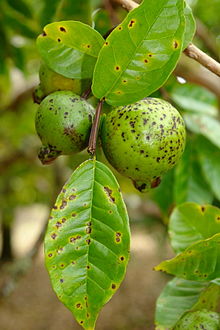 Detail Guava Leaf Wikipedia Nomer 6