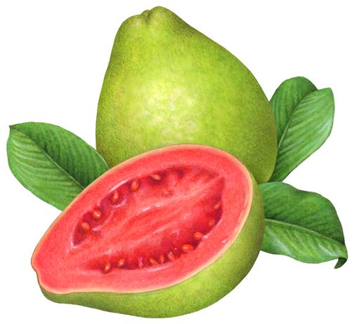 Detail Guava Pictures Nomer 41