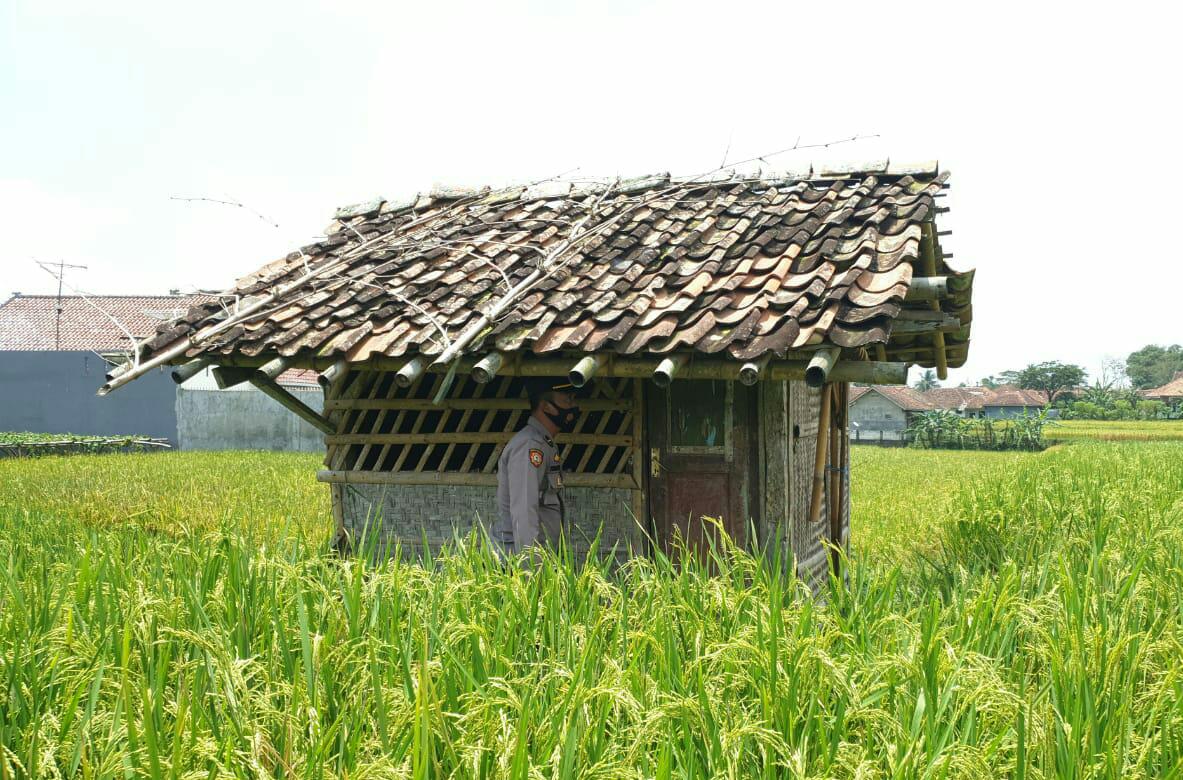 Detail Gubuk Di Sawah Nomer 31