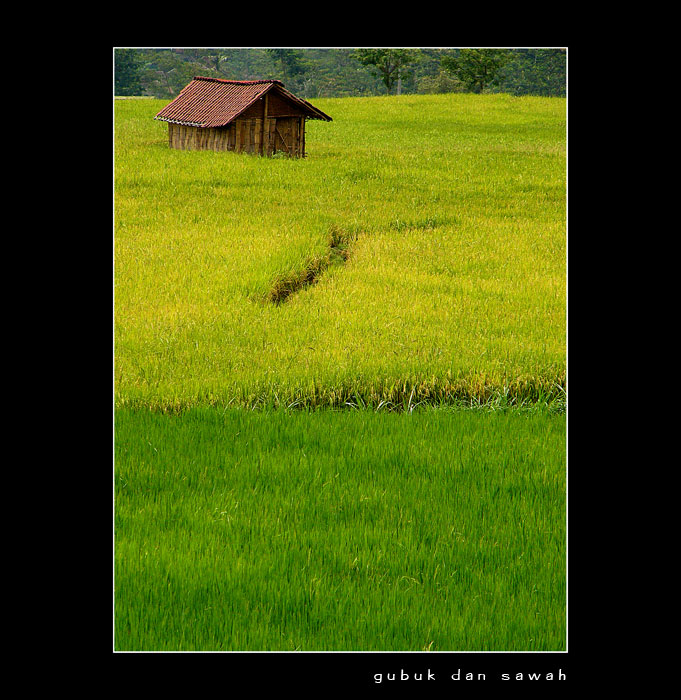 Detail Gubuk Di Sawah Nomer 56