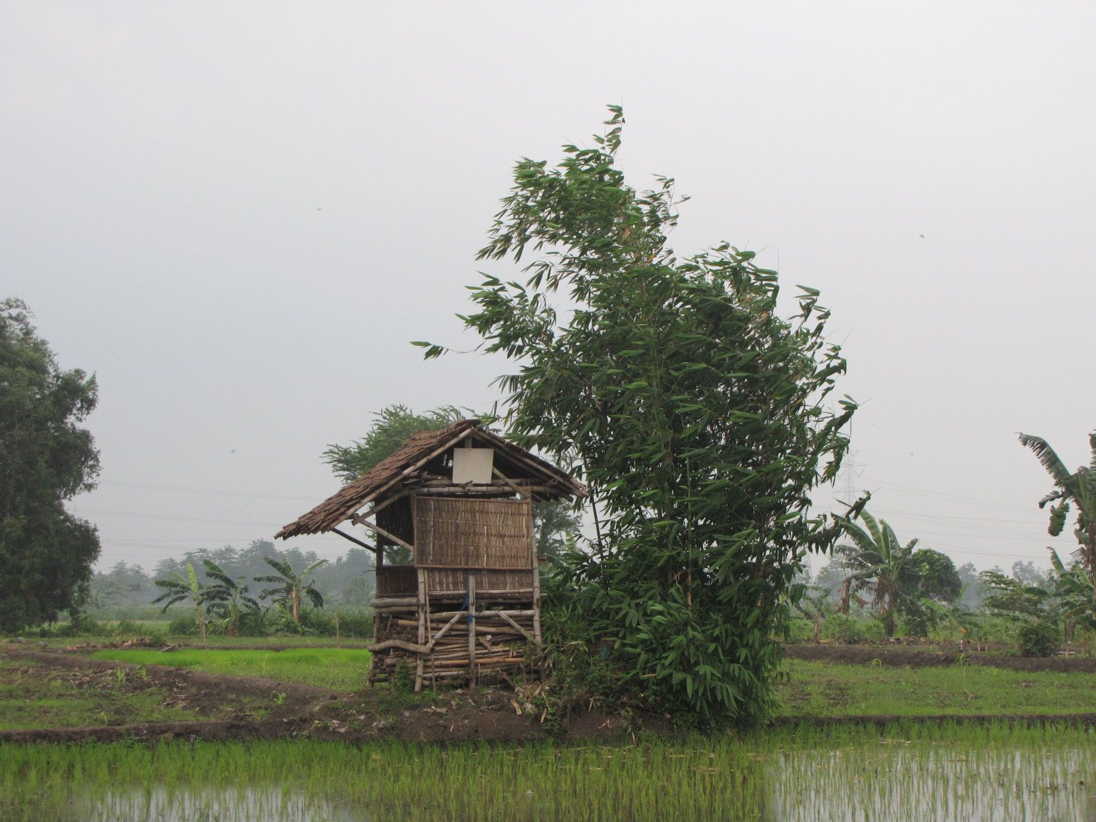 Detail Gubuk Di Tengah Sawah Nomer 2