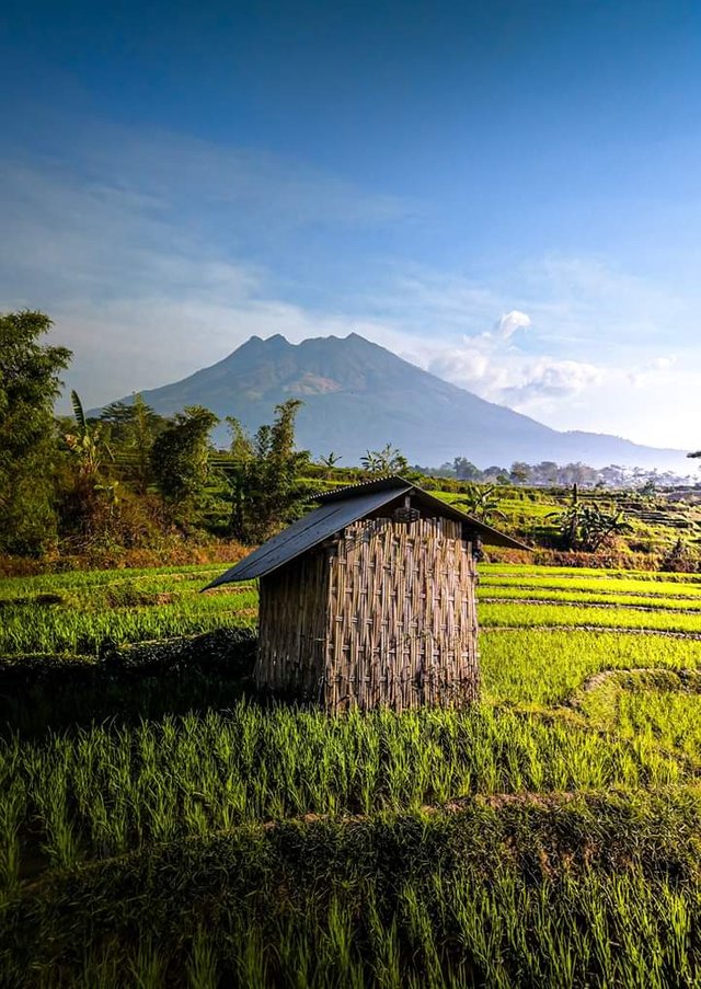 Detail Gubuk Di Tengah Sawah Nomer 13