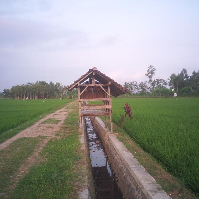 Detail Gubuk Di Tengah Sawah Nomer 3