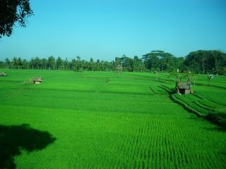 Detail Gubuk Di Tengah Sawah Nomer 48