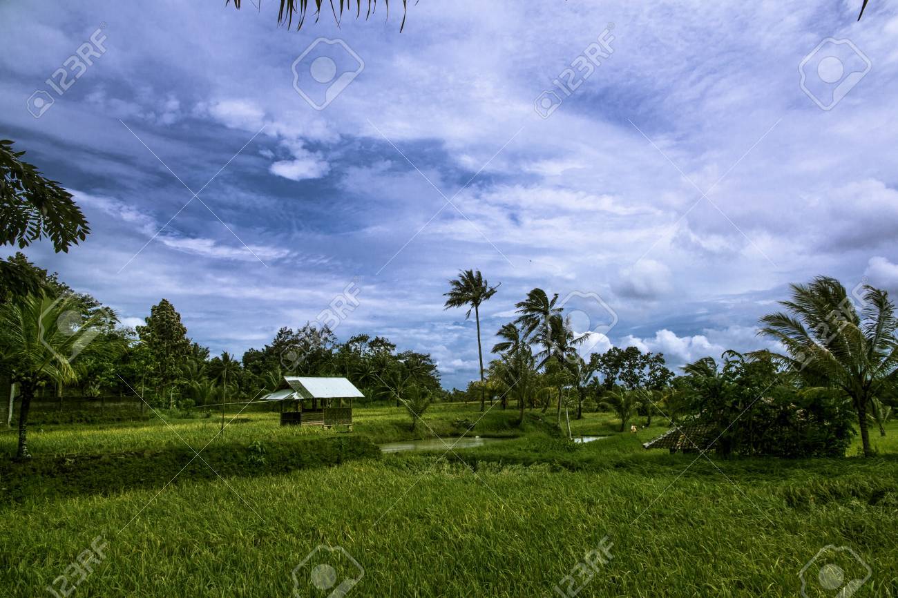 Detail Gubuk Di Tengah Sawah Nomer 49