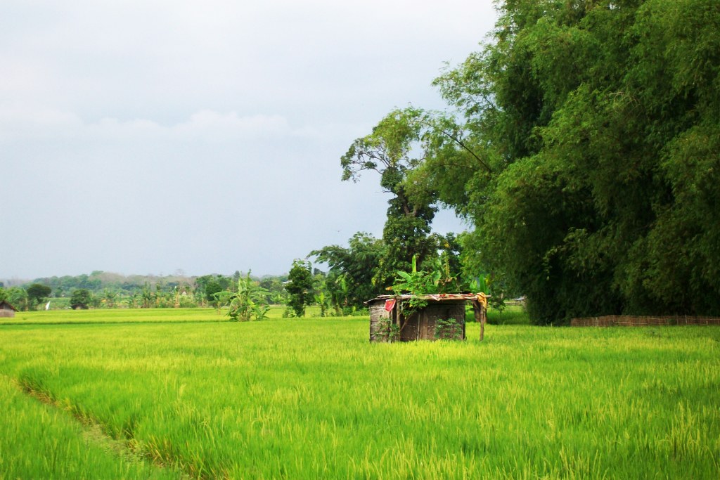 Detail Gubuk Di Tengah Sawah Nomer 7