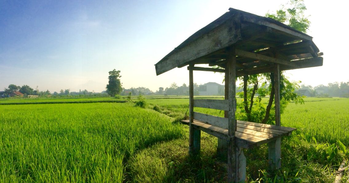 Detail Gubuk Di Tengah Sawah Nomer 8