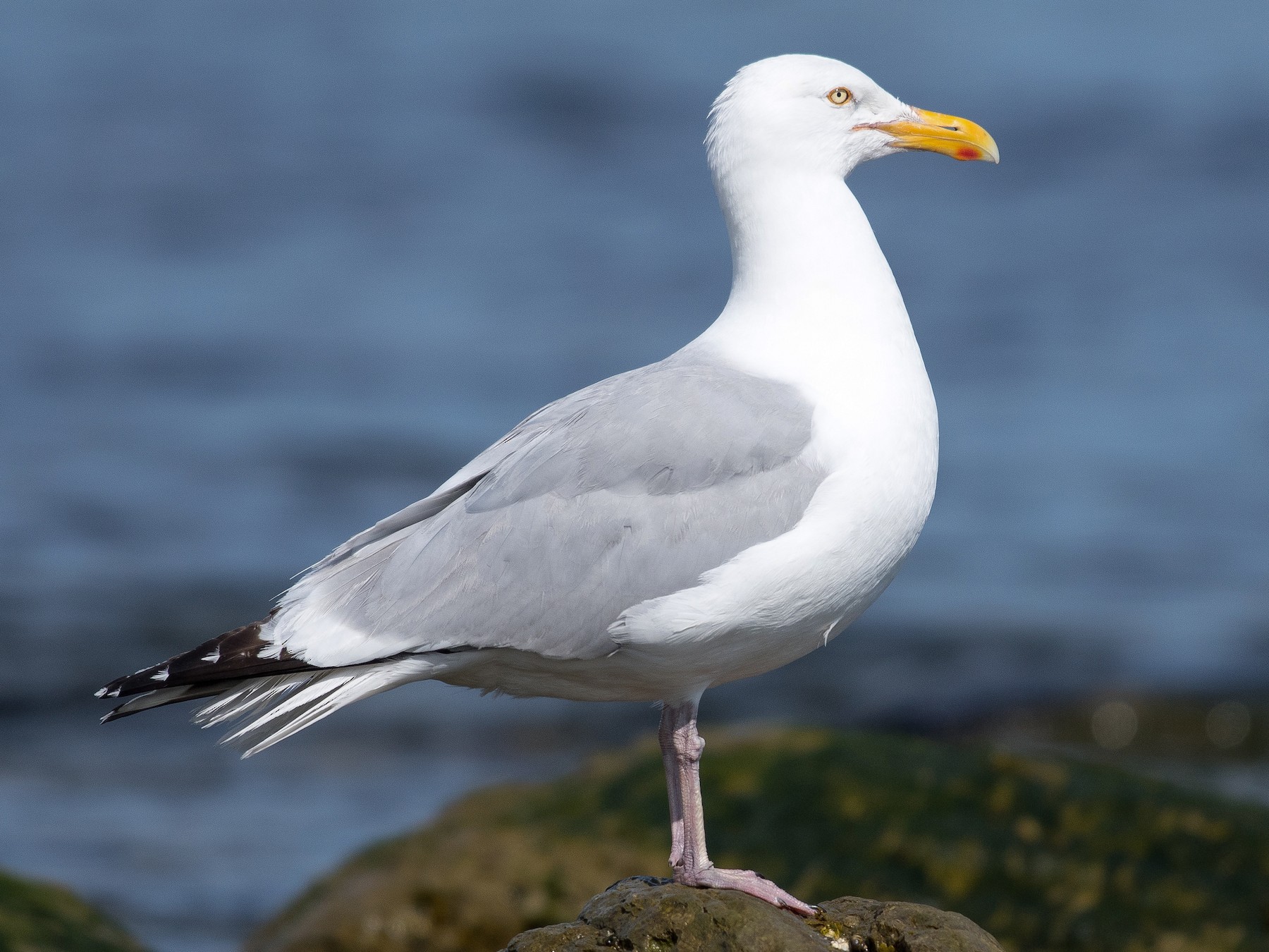 Gull Images - KibrisPDR