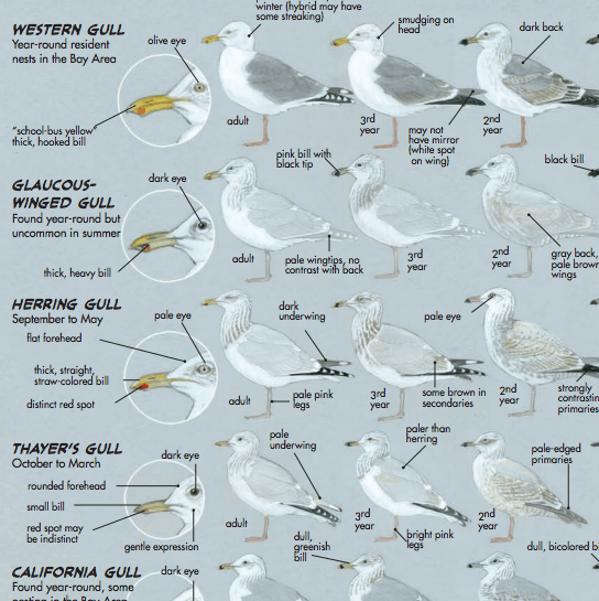 Detail Gull Images Nomer 21