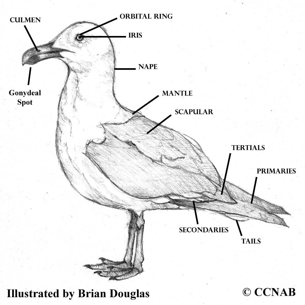 Detail Gull Images Nomer 42