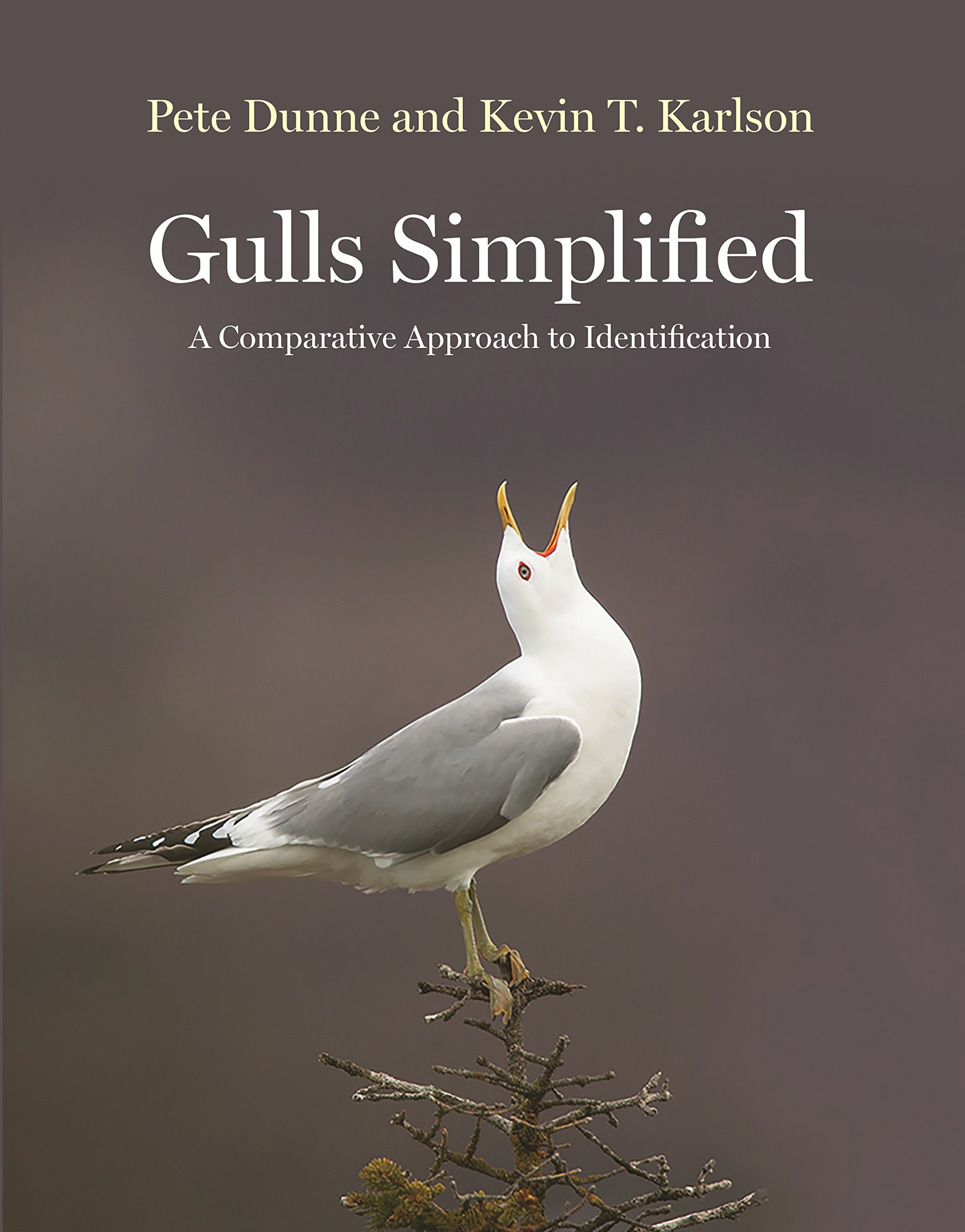 Download Gull Images Nomer 47
