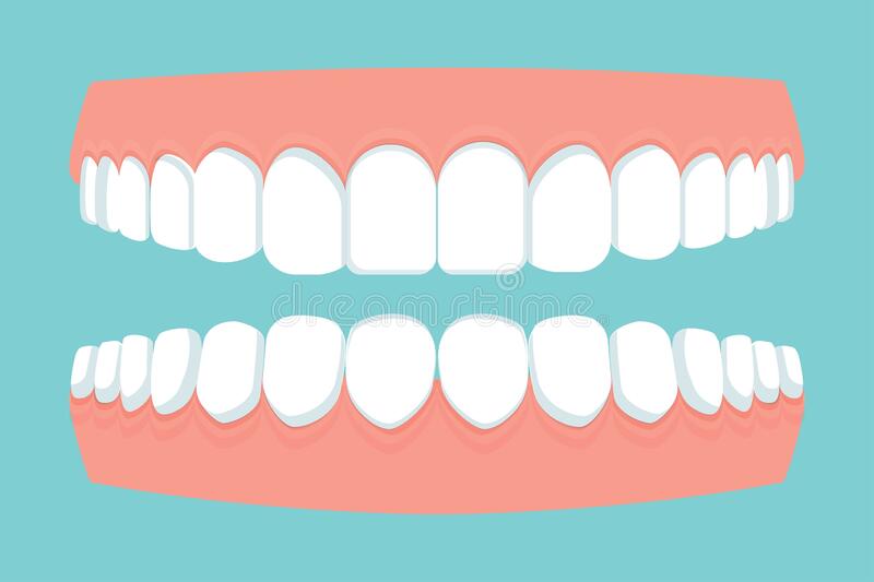 Detail Gums Clipart Nomer 49