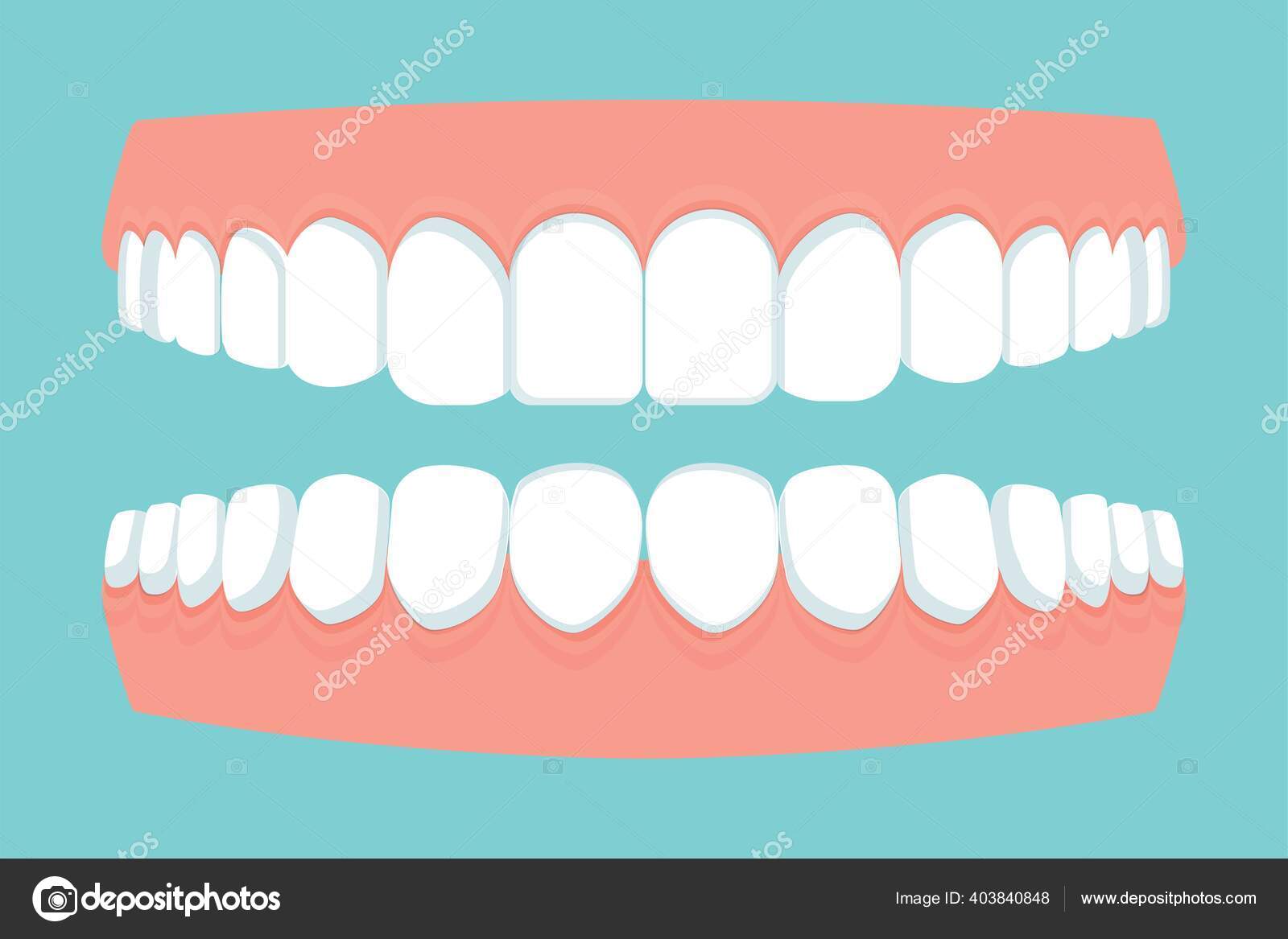 Detail Gums Clipart Nomer 10