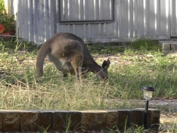 Detail Guy Punches Kangaroo Thug Life Nomer 21