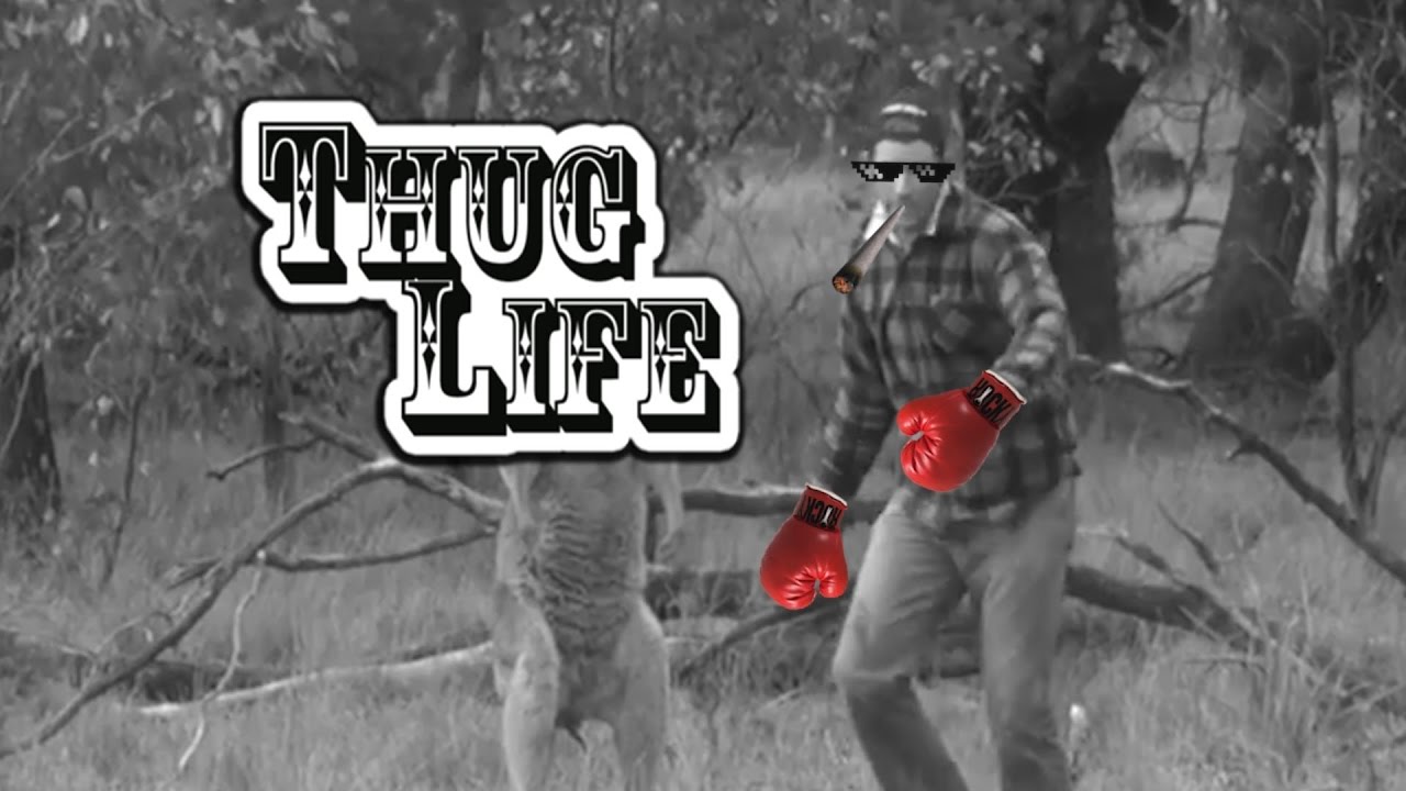 Detail Guy Punches Kangaroo Thug Life Nomer 4