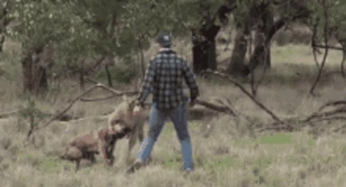 Detail Guy Punches Kangaroo Thug Life Nomer 47