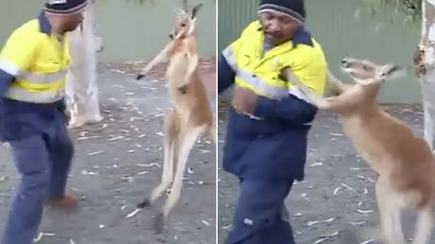 Detail Guy Punches Kangaroo Thug Life Nomer 53