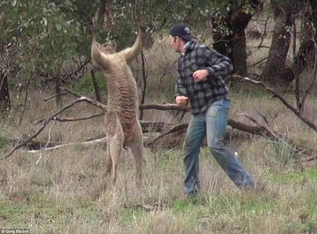 Detail Guy Punches Kangaroo Thug Life Nomer 9