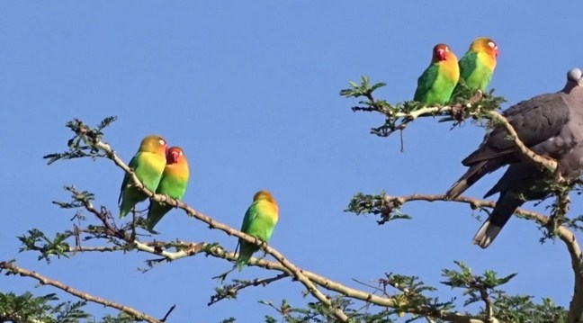 Habitat Lovebird Di Alam Liar - KibrisPDR