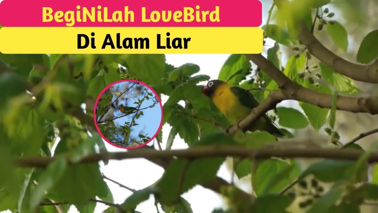 Detail Habitat Lovebird Di Alam Liar Nomer 11